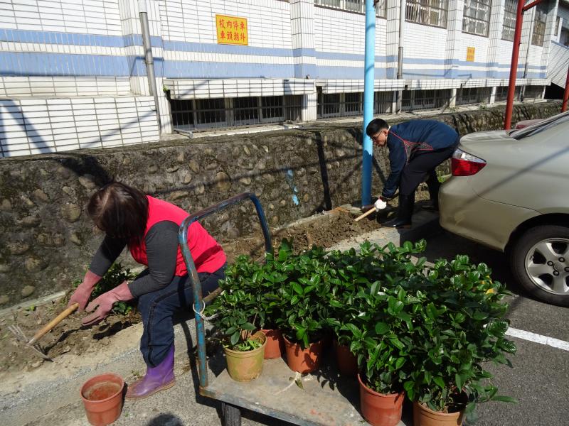桂花種植07