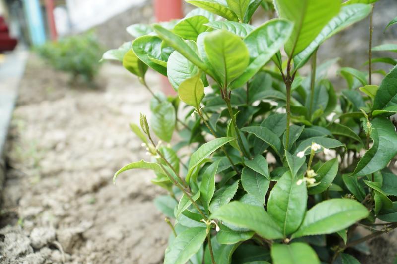 桂花種植10