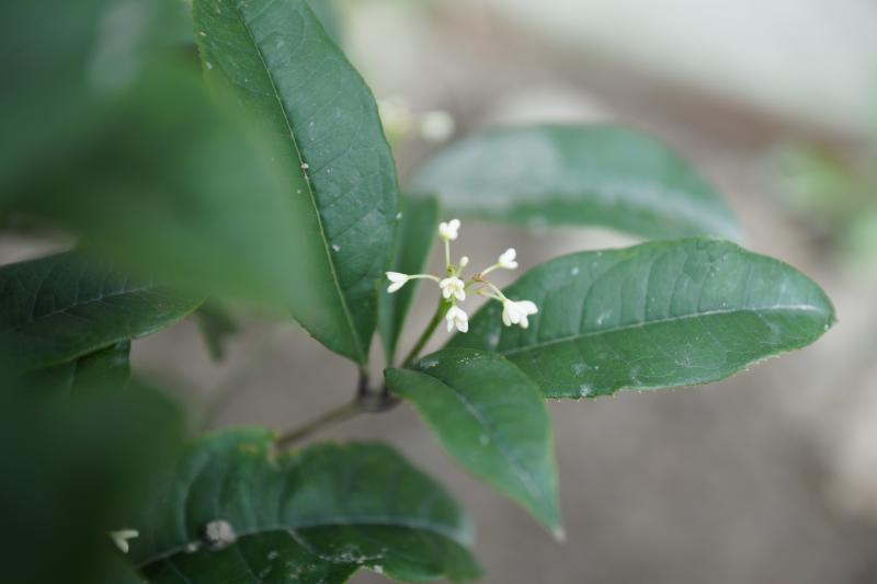 桂花種植12