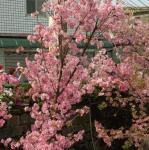 櫻花