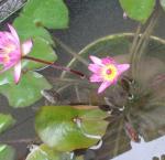 DSC06085.JPG