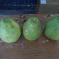 本日"應景"教具~柚子(pomelo)^^~