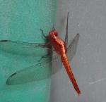DSC08596.JPG