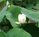DSC00695.JPG