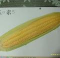DSCI1812