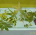 五信自然 --植物世界面面觀 ...