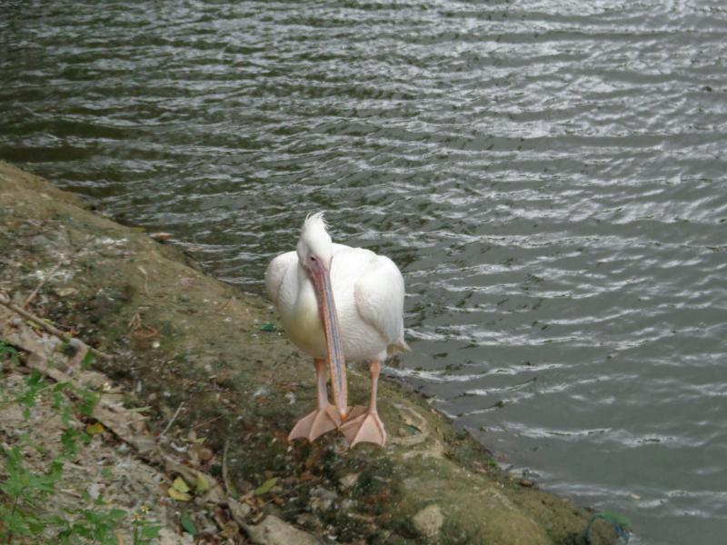 DSC04260.JPG