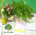 五信自然     我ㄉ植物小書 ...