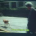 環境教育影片觀賞---忠犬小八