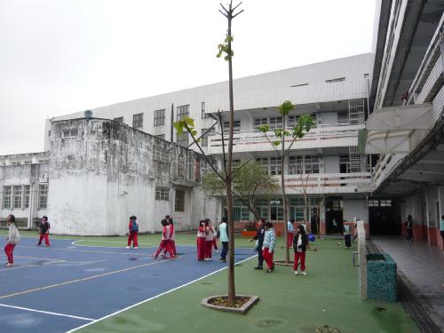 六孝前油桐花