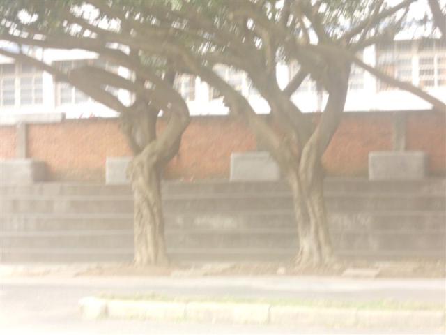為了整體美化 榕樹也要修剪了