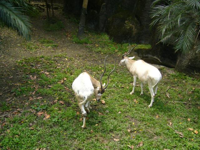 P1090998.JPG