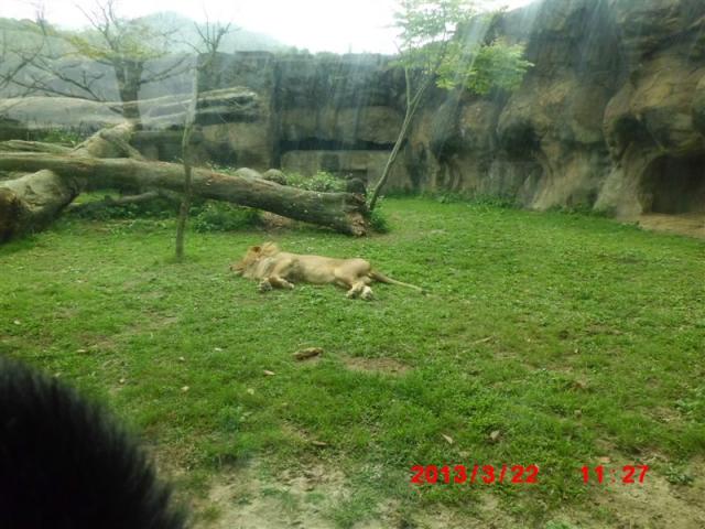 獅