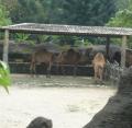 動物秀2