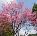 日星公園