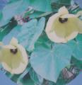 DSC01008.JPG