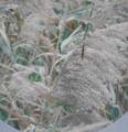 DSC01018.JPG
