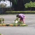 工友阿姨為校園拔雜草