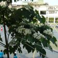 校園美麗的桐花