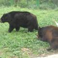 Black bears~