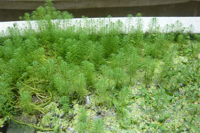 P1210785
