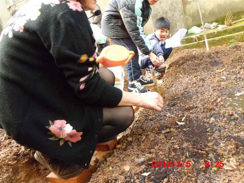 玉米發芽了