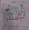 [作業優異]桃園蓮花季學習單