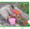 有辛勤的園丁才有美麗的花園