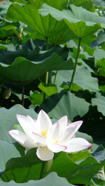 DSC00423.JPG