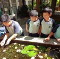 對照水生生物的圖片，認識水中生物