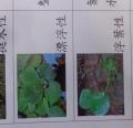 DSC01318.JPG