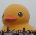 Rubber Duck in Taoyuan(102.11.10)^~^