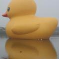 Hofman’s Rubber Duck is sitting in one of the many ponds in Sinwu Township