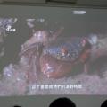 觀音的澡蕉