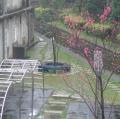 校園裡花開了