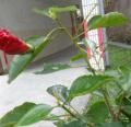 DSC02285.JPG