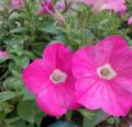 DSC02287.JPG