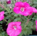 DSC02288.JPG