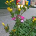 DSC02291.JPG