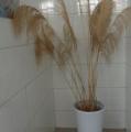 DSC02327.JPG
