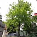 DSC02085.JPG