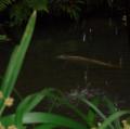 DSC03070.JPG