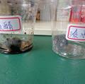 浸醋的生銹較嚴重。