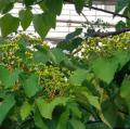 DSC03305.JPG