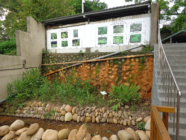 生態池植物生態教學看板.JPG