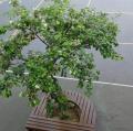 DSC00153.JPG