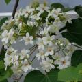 DSC00152.JPG