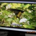 DSCN5195.JPG