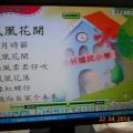 六信客語...鳳凰花開