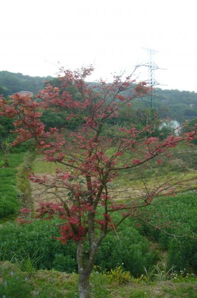 P1230651.JPG